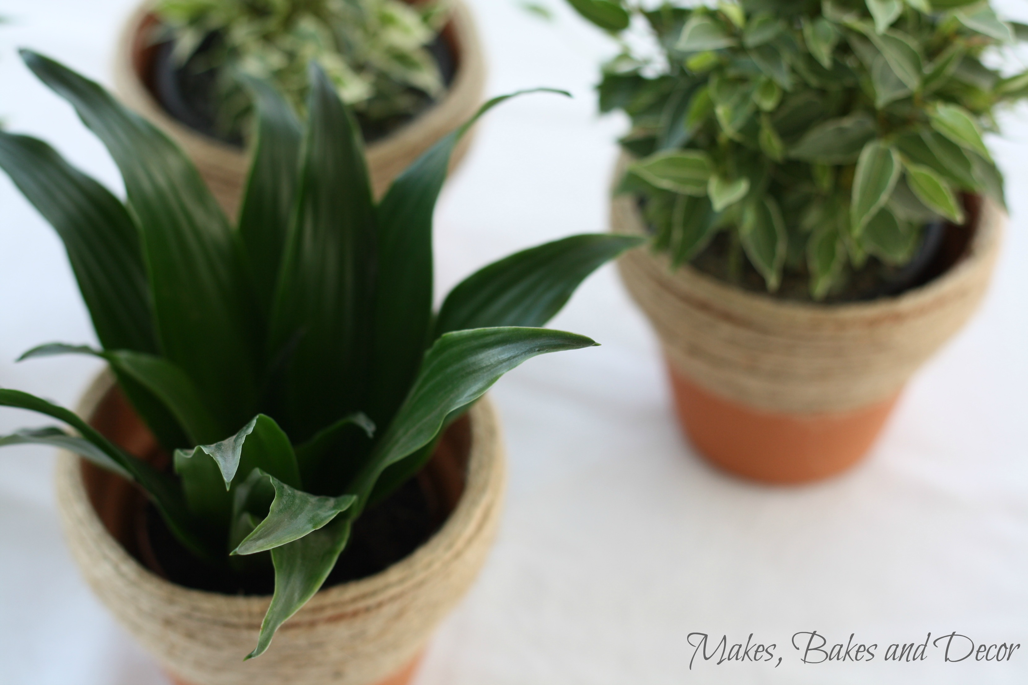 twine wrapped plant pots