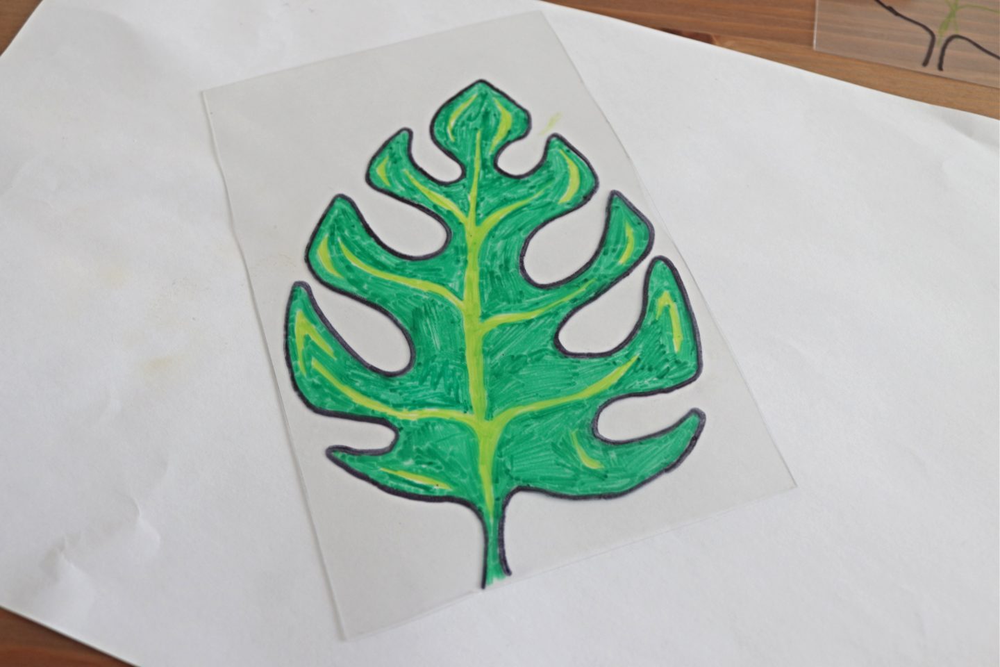 colouring monstera leaf